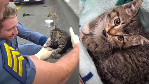 Illustration : Des policiers portent secours à un chaton caché derrière la glissière de sécurité d'une autoroute, leur collègue en fait le nouveau membre de sa famille