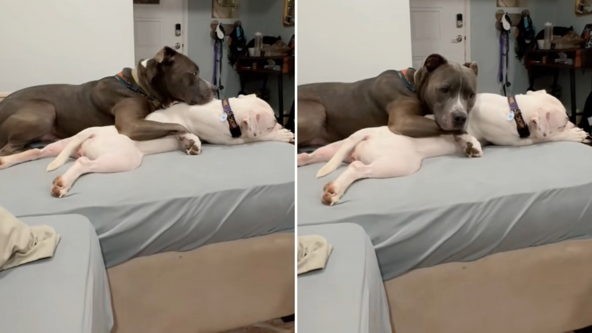 Illustration : "« Ils jouent ensemble tout le temps », prise en charge dans une famille d’accueil, cette chienne a immédiatement conquis le cœur de son frère canin (vidéo)"