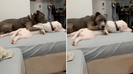 Illustration : « Ils jouent ensemble tout le temps », prise en charge dans une famille d’accueil, cette chienne a immédiatement conquis le cœur de son frère canin (vidéo)