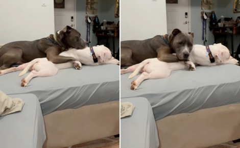 « Ils jouent ensemble tout le temps », prise en charge dans une famille d’accueil, cette chienne a immédiatement conquis le cœur de son frère canin (vidéo)