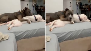 Illustration : « Ils jouent ensemble tout le temps », prise en charge dans une famille d’accueil, cette chienne a immédiatement conquis le cœur de son frère canin (vidéo)