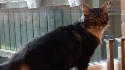 Illustration : En recevant une alerte sur la puce de son chat qu'elle pensait perdu à jamais, une femme découvre 5 ans après que son félin est vivant