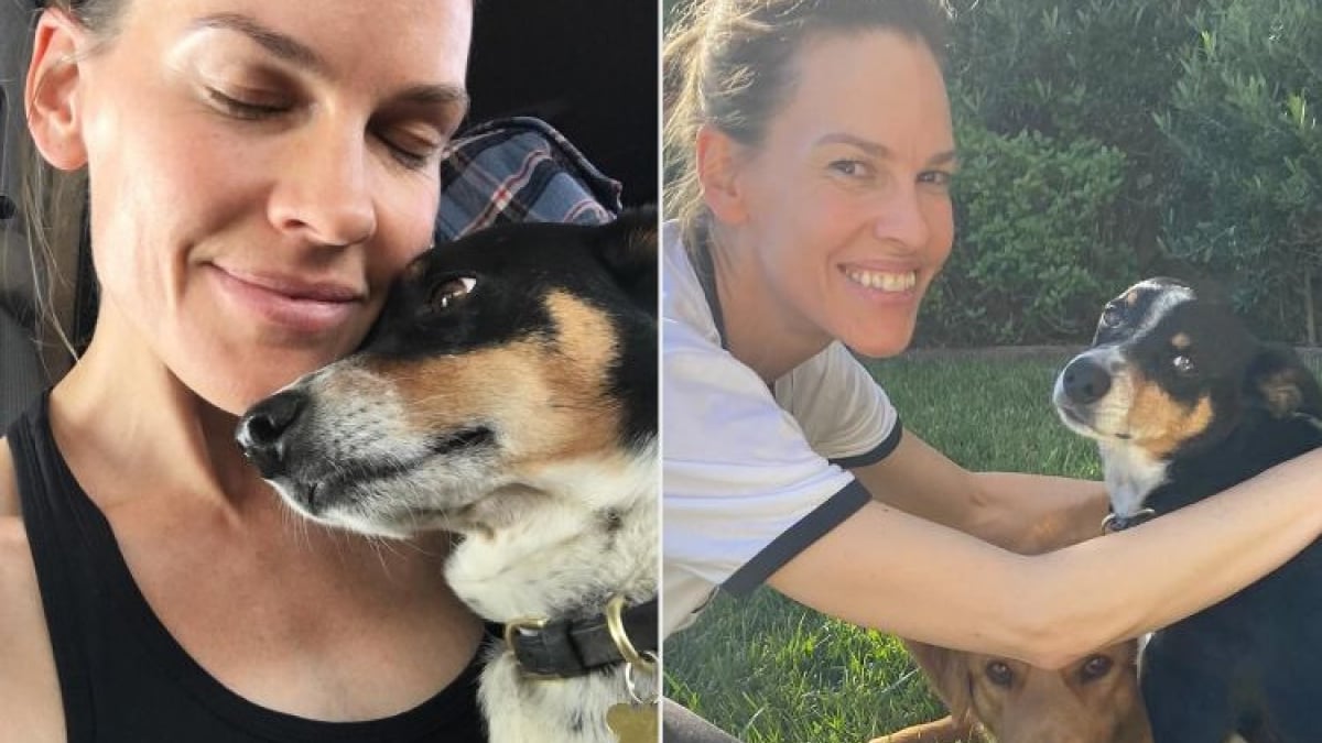 Illustration : "Dans un message poignant, l’actrice Hilary Swank annonce la perte de son compagnon à 4 pattes (vidéo)"