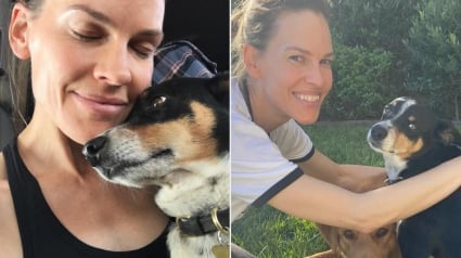Illustration : Dans un message poignant, l’actrice Hilary Swank annonce la perte de son compagnon à 4 pattes (vidéo)