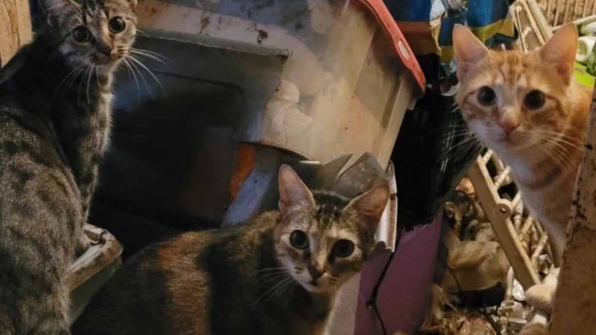 Illustration : "« Ils vivaient au milieu d’une montagne de déchets », 14 chats sont retirés d’un logement insalubre pour retrouver enfin un foyer sûr"
