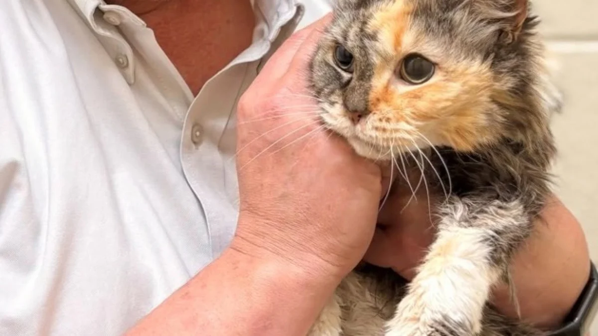 Illustration : "Une chatte disparue durant 15 ans mais équipée d’une puce électronique retrouve ses humains qui n’avaient jamais perdu espoir"