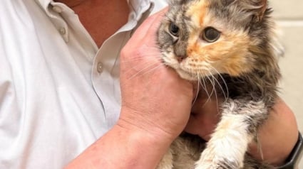 Illustration : Une chatte disparue durant 15 ans mais équipée d’une puce électronique retrouve ses humains qui n’avaient jamais perdu espoir