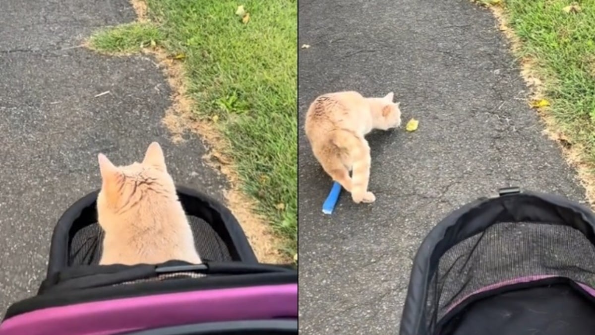 Illustration : "Ce chat paralysé des pattes arrière décide qu'il n'a plus besoin de poussette lors d'une promenade au parc (vidéo)"
