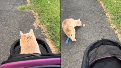 Illustration : Ce chat paralysé des pattes arrière décide qu'il n'a plus besoin de poussette lors d'une promenade au parc (vidéo)