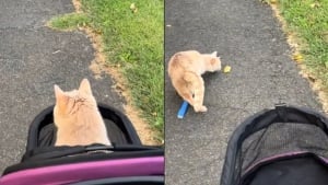 Illustration : Ce chat paralysé des pattes arrière décide qu'il n'a plus besoin de poussette lors d'une promenade au parc (vidéo)