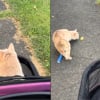 Illustration : Ce chat paralysé des pattes arrière décide qu'il n'a plus besoin de poussette lors d'une promenade au parc (vidéo)