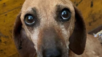 Illustration : Retrouvée en gestation au bord d’une route, cette chienne fait une rencontre déterminante qui lui permet de reprendre confiance en elle 