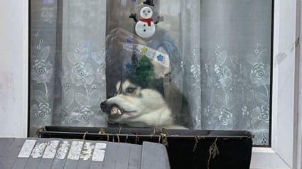 Illustration : 20 photos dr&ocirc;les d&rsquo;animaux qui n&rsquo;ont pas h&eacute;sit&eacute; &agrave; mettre leur petit grain de sel lors des f&ecirc;tes de fin d&rsquo;ann&eacute;e