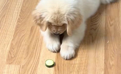 En pleine découverte du monde, ce chiot jette son dévolu sur un légume et s’en sert d’amusant jouet (vidéo)