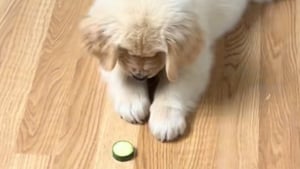 Illustration : En pleine découverte du monde, ce chiot jette son dévolu sur un légume et s’en sert d’amusant jouet (vidéo)