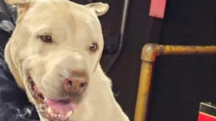 Illustration : Dans les tunnels du métro, plusieurs employés coordonnent leurs efforts pour sécuriser un chien en fuite et paniqué sur la voie