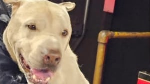 Illustration : "Dans les tunnels du métro, plusieurs employés coordonnent leurs efforts pour sécuriser un chien en fuite et paniqué sur la voie"