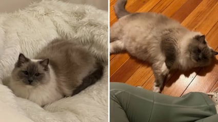 Illustration : Cette jeune femme pense adopter son premier chat, mais se retrouve avec une portée de 4 chatons quelques mois plus tard (vidéo)