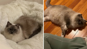 Illustration : Cette jeune femme pense adopter son premier chat, mais se retrouve avec une portée de 4 chatons quelques mois plus tard (vidéo)