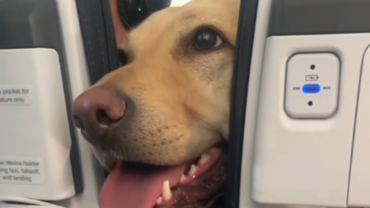 Illustration : "Terrifiée à l'idée de voyager en avion, une passagère rencontre un chien à bord qui lui fait oublier sa peur (vidéo)"