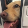 Illustration : Terrifiée à l'idée de voyager en avion, une passagère rencontre un chien à bord qui lui fait oublier sa peur (vidéo)