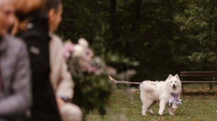 Illustration : Ses maîtres lui confient leurs alliances de mariage, mais ce Samoyède a d’autres projets en tête (vidéo)