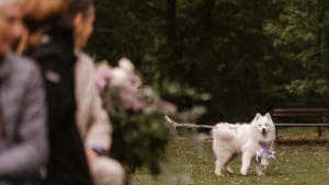 Illustration : Ses maîtres lui confient leurs alliances de mariage, mais ce Samoyède a d’autres projets en tête (vidéo)