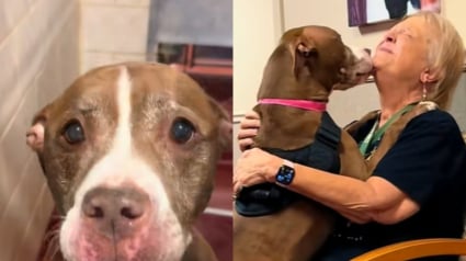 Illustration : Personne ne voulait de cette chienne de 10 ans au refuge, mais ses yeux pétillants n’ont pas laissé tout le monde indifférent 