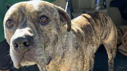 Illustration : Après une attaque au couteau, ce chien courageux reprend des forces dans une famille d’accueil aimante et attentive