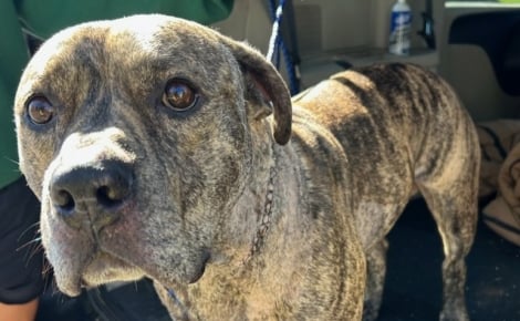 Après une attaque au couteau, ce chien courageux reprend des forces dans une famille d’accueil aimante et attentive