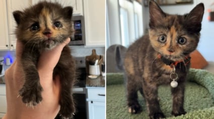 Illustration : Coincé dans un mur en construction, un chaton est retrouvé in extremis par un chef de chantier décidé à mettre toutes les chances de son côté (vidéo)