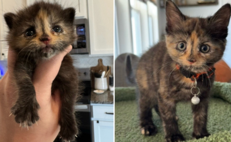 Coincé dans un mur en construction, un chaton est retrouvé in extremis par un chef de chantier décidé à mettre toutes les chances de son côté (vidéo)