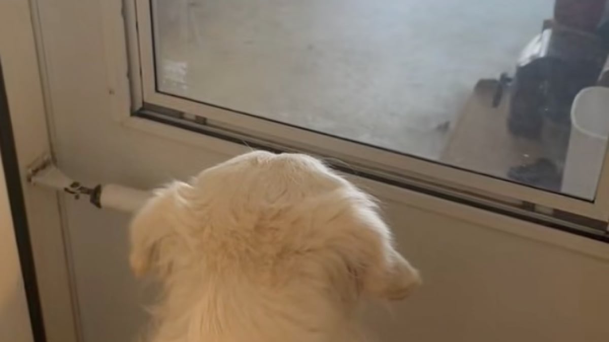 Illustration : "Cette Golden Retriever qui rêvait d’avoir un petit frère explose de joie lorsqu’elle l’aperçoit pour la première fois (vidéo)"