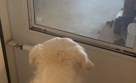 Cette Golden Retriever qui rêvait d’avoir un petit frère explose de joie lorsqu’elle l’aperçoit pour la première fois (vidéo)