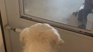Illustration : Cette Golden Retriever qui rêvait d’avoir un petit frère explose de joie lorsqu’elle l’aperçoit pour la première fois (vidéo)
