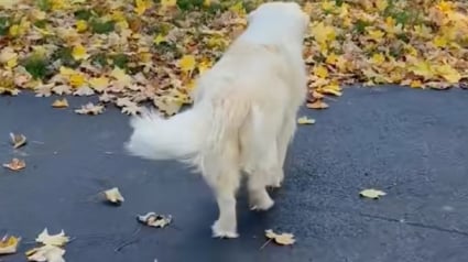 Illustration : Abandonn&eacute;e &agrave; plusieurs reprises, cette chienne de sauvetage rejet&eacute;e au lendemain des f&ecirc;tes est devenue une v&eacute;ritable star dans son quartier (vid&eacute;o)