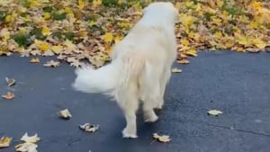 Illustration : Abandonnée à plusieurs reprises, cette chienne de sauvetage rejetée au lendemain des fêtes est devenue une véritable star dans son quartier (vidéo)