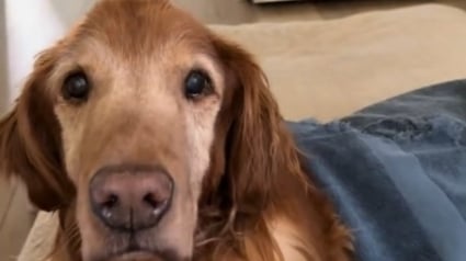 Illustration : "C’est à cet instant que j’ai compris qu’il était temps", la propriétaire d'un chien sur le point de disparaître partage cet épisode poignant (vidéo)