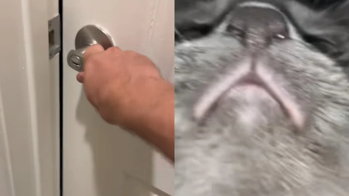 Illustration : "Son chat s’enferme pour la deuxième fois dans la salle de bain, il place son téléphone sous la porte pour voir ce qu’il manigance (vidéo) "