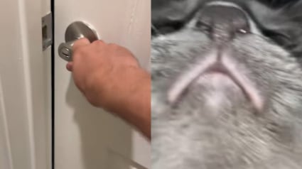 Illustration : Son chat s&rsquo;enferme pour la deuxi&egrave;me fois dans la salle de bain, il place son t&eacute;l&eacute;phone sous la porte pour voir ce qu&rsquo;il manigance (vid&eacute;o) 