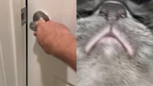 Illustration : "Son chat s’enferme pour la deuxième fois dans la salle de bain, il place son téléphone sous la porte pour voir ce qu’il manigance (vidéo) "