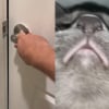 Illustration : Son chat s’enferme pour la deuxième fois dans la salle de bain, il place son téléphone sous la porte pour voir ce qu’il manigance (vidéo) 