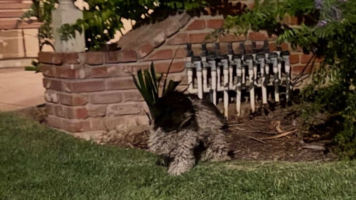 Illustration : "Une chienne ne comprend pas qu’elle a été abandonnée et refuse de quitter l’endroit où elle se trouve quand une bienfaitrice vient la chercher "