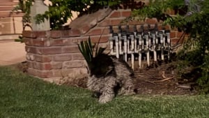 Illustration : Une chienne ne comprend pas qu’elle a été abandonnée et refuse de quitter l’endroit où elle se trouve quand une bienfaitrice vient la chercher 