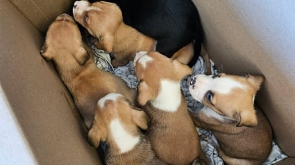 Illustration : « 6 chiots… Environ 2 mois », le message laissé à la main sur un carton ne laisse aucun doute sur son contenu