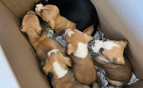 « 6 chiots… Environ 2 mois », le message laissé à la main sur un carton ne laisse aucun doute sur son contenu