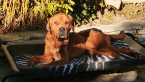 Illustration : Affamé et oublié, un chien émeut la policière venue le secourir grâce à son regard et pourrait devenir son nouveau compagnon