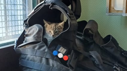 Illustration : "Ca cr&eacute;e du lien, surtout pour les jeunes victimes", ce chaton policier fait d&eacute;j&agrave; la diff&eacute;rence au commissariat devenu sa maison apr&egrave;s son abandon