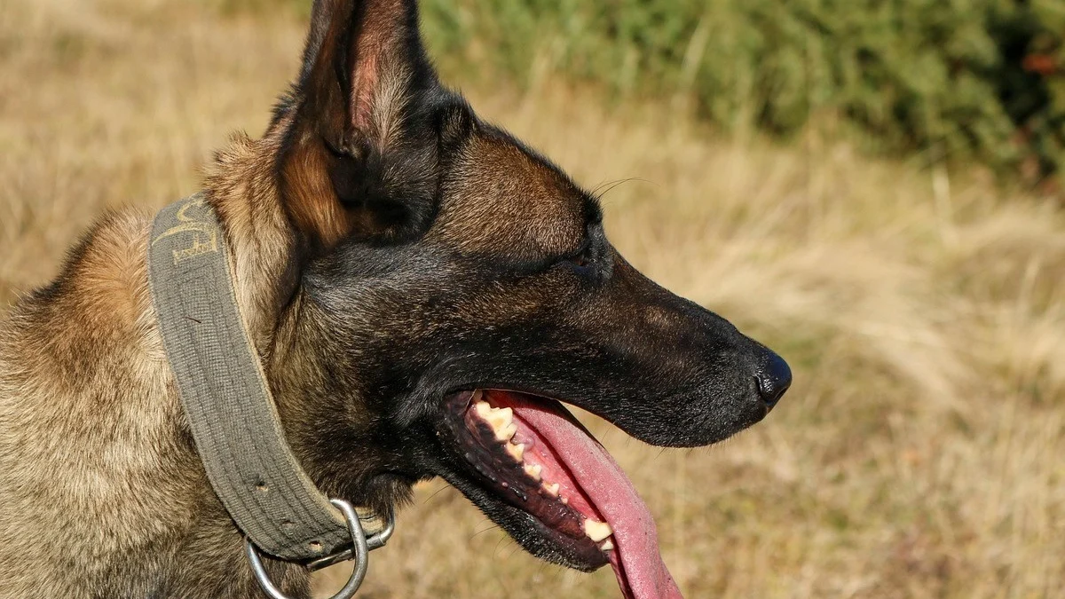 Illustration : "Enfermé dans un placard obscur quand il ne travaillait pas, ce chien de sécurité cherche une vraie famille aimante"