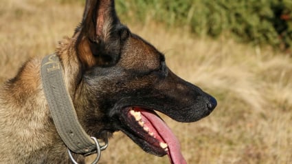 Illustration : Enfermé dans un placard obscur quand il ne travaillait pas, ce chien de sécurité cherche une vraie famille aimante